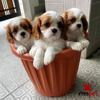 Ράτσα: Πομεράνιαν - Pomeranian | Ηλικία: 2,5 μηνών | Φύλο: Αρσενικό | Αρ. Microchip: 56077814322 | Εκπαιδευμένο | Περιοχή: Αττική